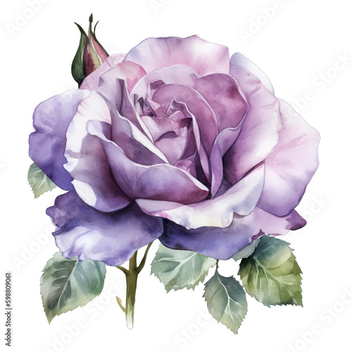Fototapeta Naklejka Na Ścianę i Meble -  purple rose watercolor painting isolated on white, transparent background, PNG, generative ai