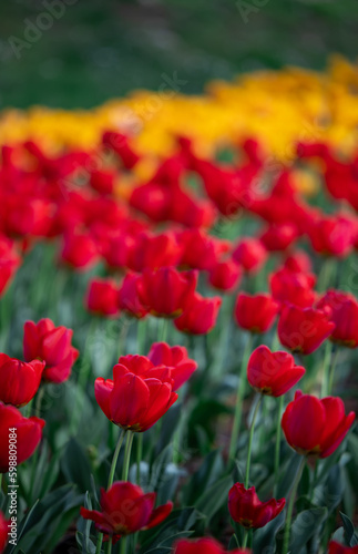 Group of red and yellow tulips in park