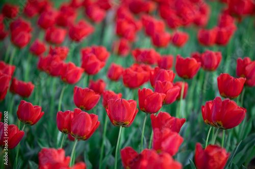 Group of red tulips among green leaves