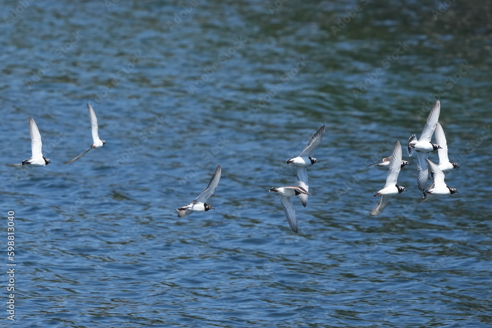 ruddy turnstone in flight