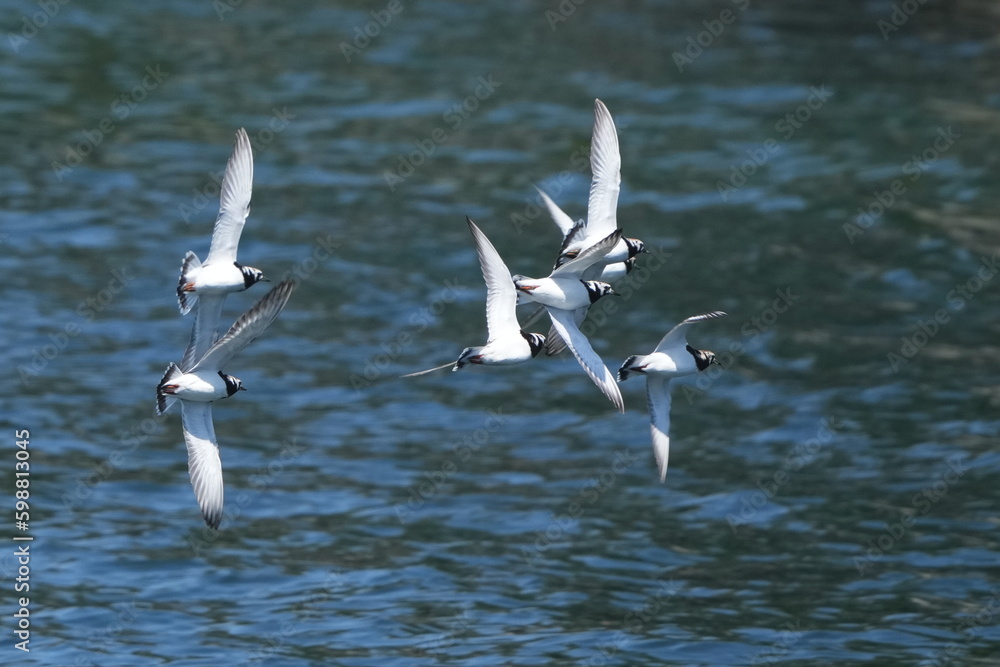 ruddy turnstone in flight ruddy turnstone in flight