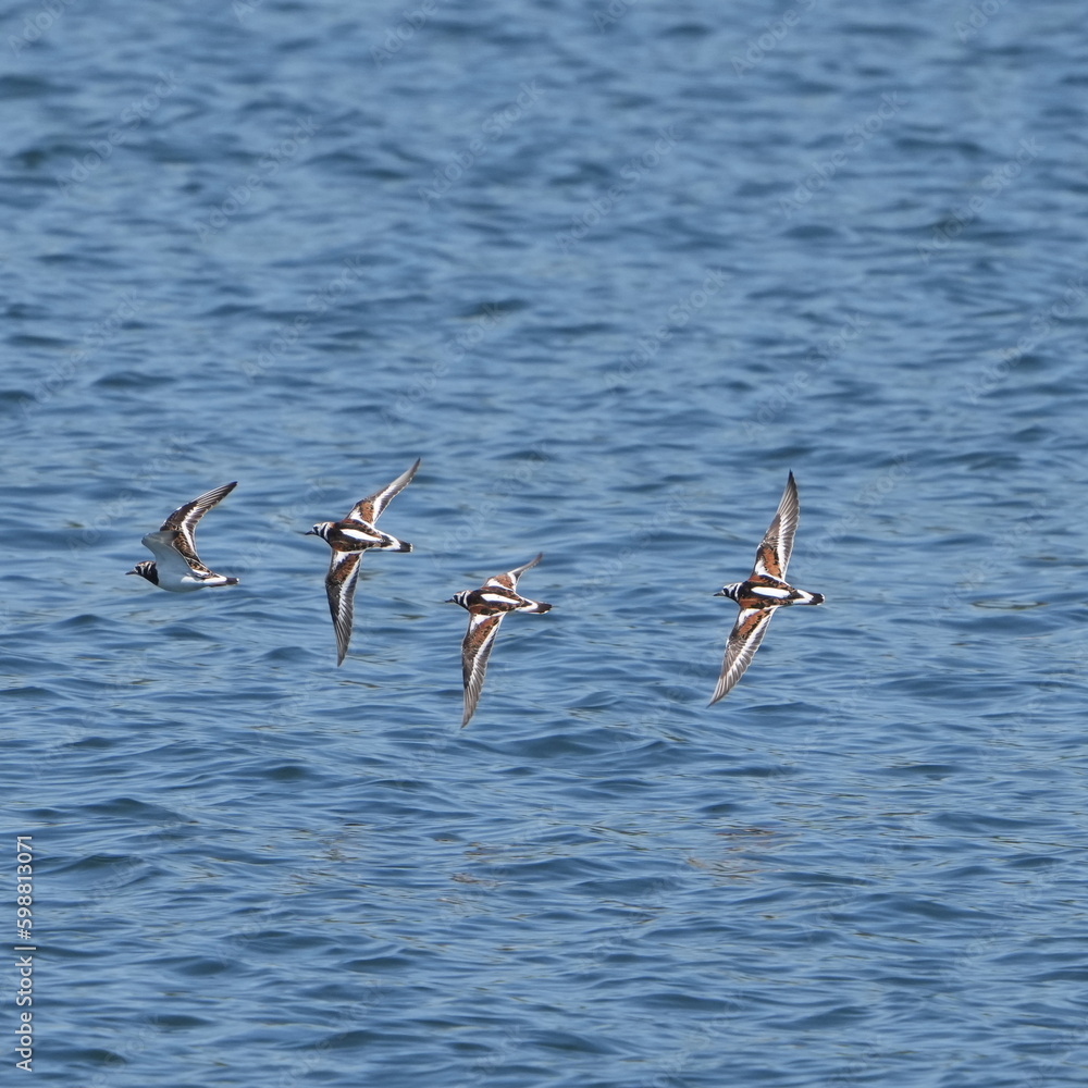 ruddy turnstone in flight ruddy turnstone in flight