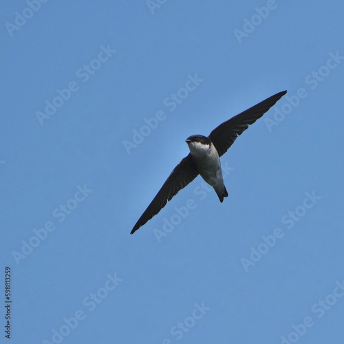 asian house martin in flight