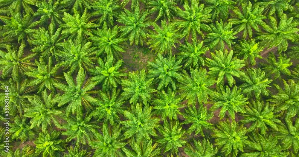 Aerial view palm oil park Aerial view palm oil park