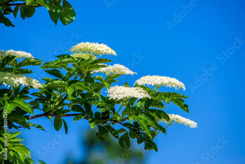 Blooming viburnum in the spring garden
 photo