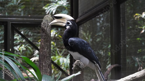 The Palawan Hornbill is a medium-sized bird with striking black plumage and white underparts. It has a large, downward-curved bill that is predominantly yellow with a black casque |斑犀鳥 photo