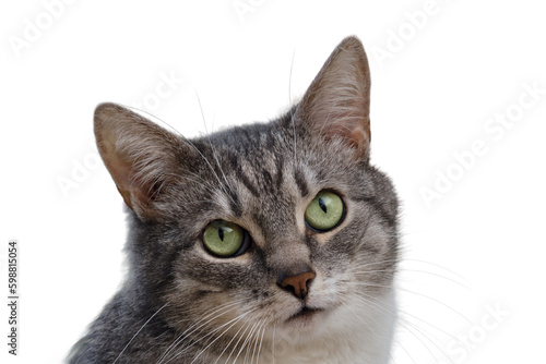 Adult gray cat, pet isolated on a white background