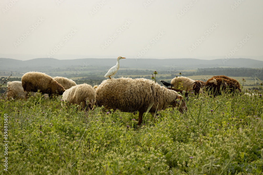 Fototapeta premium Herons follow grazing sheep in a pasture
