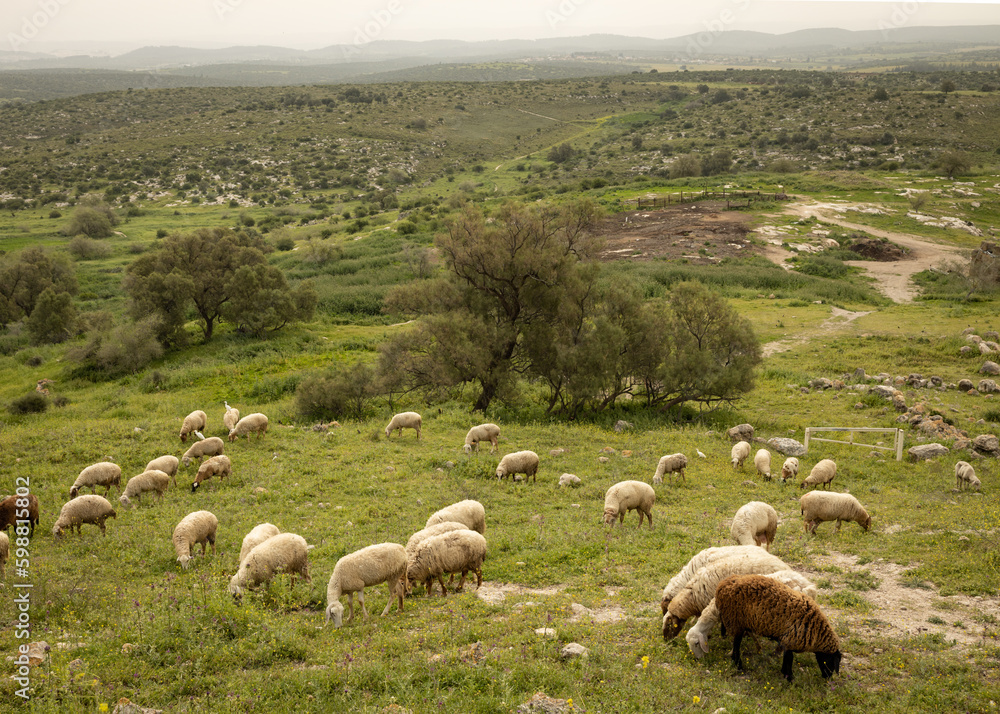 Fototapeta premium flock of sheep grazing on a green pasture