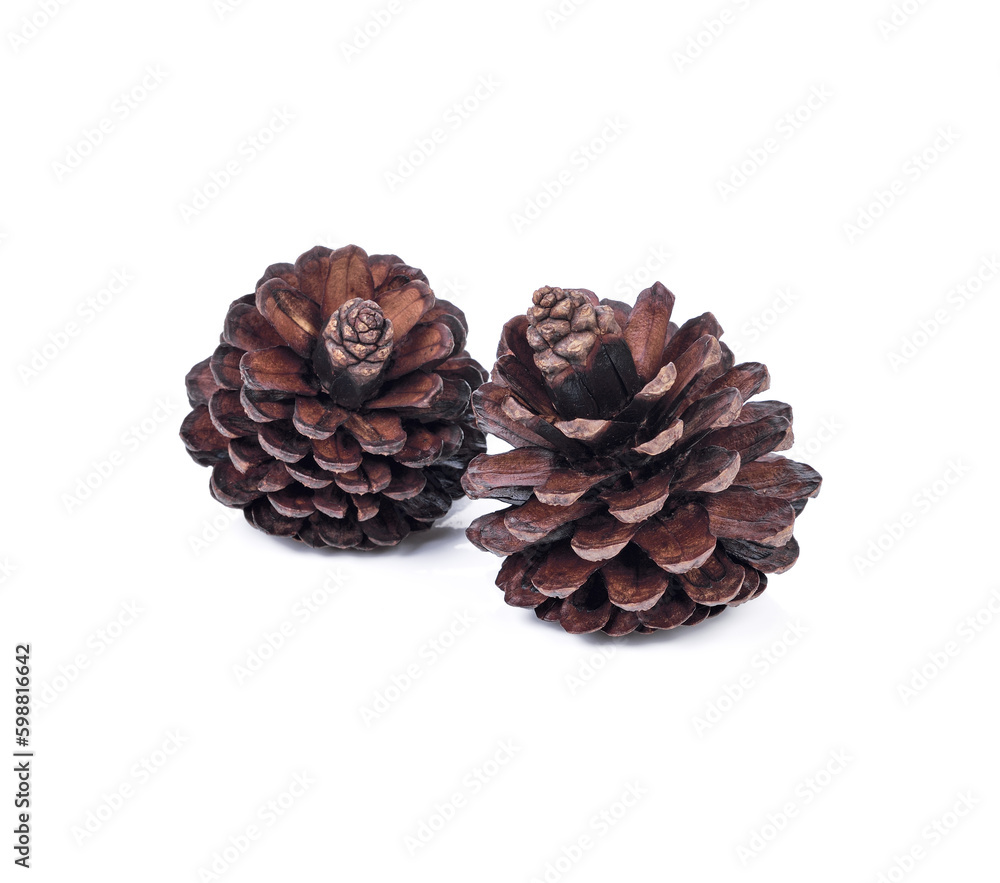 pine cones isolated on white background pine cones isolated on white background