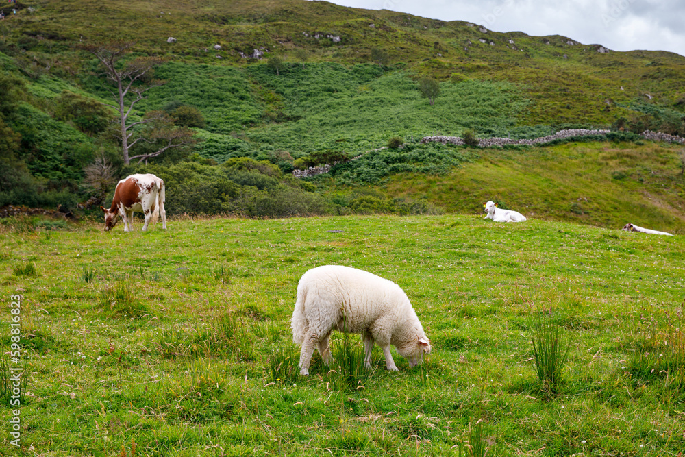 Fototapeta premium Ireland landscape. Magical Irish hills. Green island with sheep and cows on cloudy foggy day. Connemara national park in Ireland.