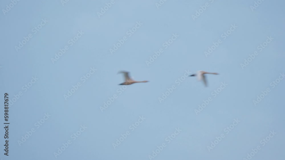 Migratory bird habitat by the river Migratory bird habitat by the river