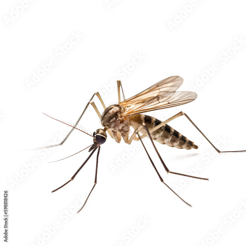 Fotobehang mosquito isolated on white background
