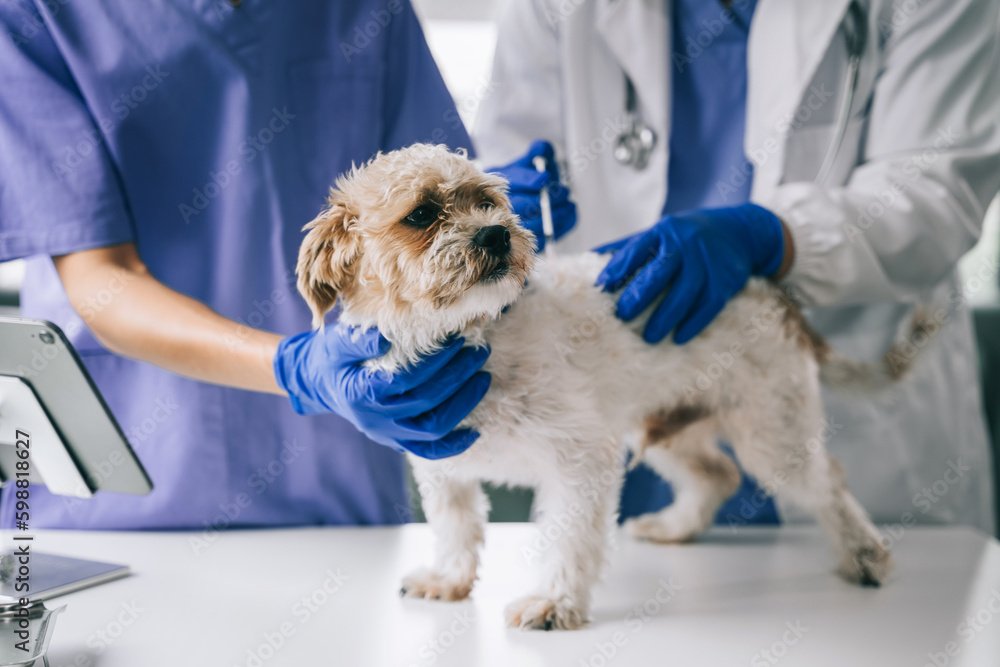 Veterinary laboratories - Injection dogs. Veterinary laboratories - Injection dogs.