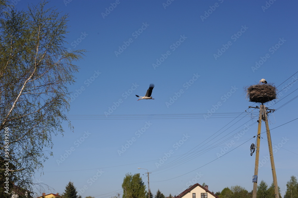 White storks in a nest on a high-voltage line on a sunny day in spring in Poland, Europe White storks in a nest on a high-voltage line on a sunny day in spring in Poland, Europe
