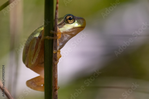 Grasfrosch photo