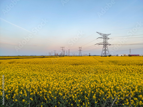 High voltage power lines for the transportation of electrical energy , against a rapeseed or canola blossomed flowers field at sunset