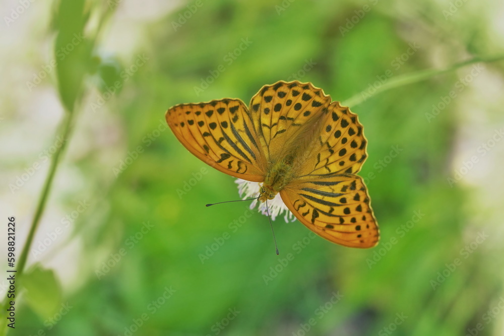 Obraz premium Silver-washed fritillary butterfly sitting on a small flower. Argynnis paphia. A orange butterfly in the nature habitat.