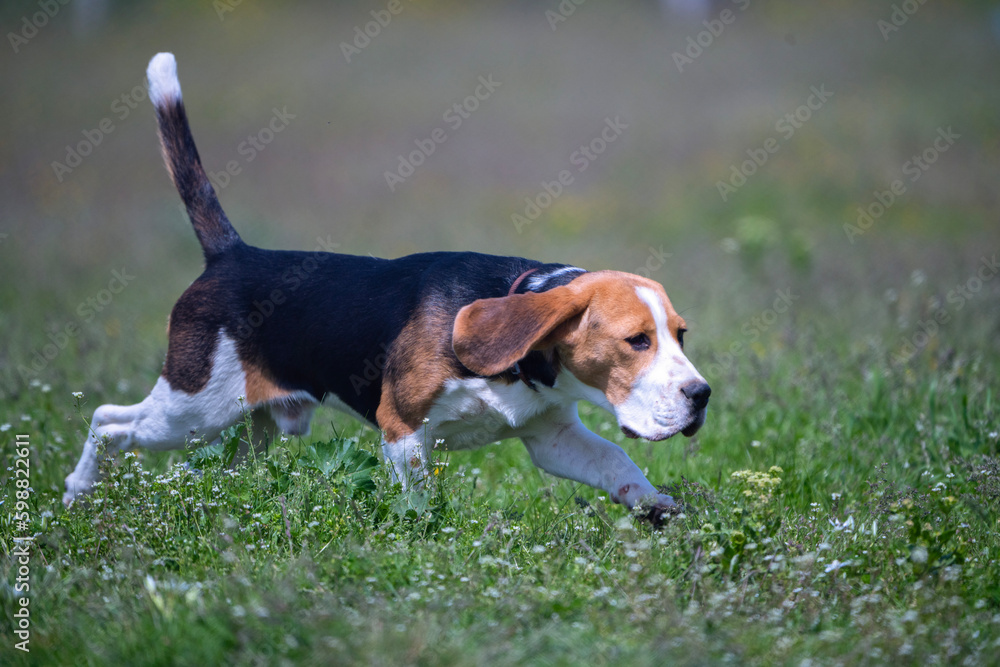 beagle dog on grass