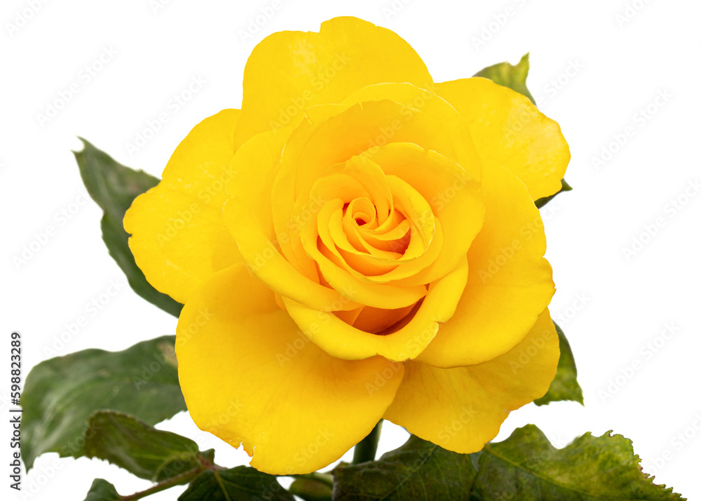 Yellow flower of rose, isolated on white background Yellow flower of rose, isolated on white background