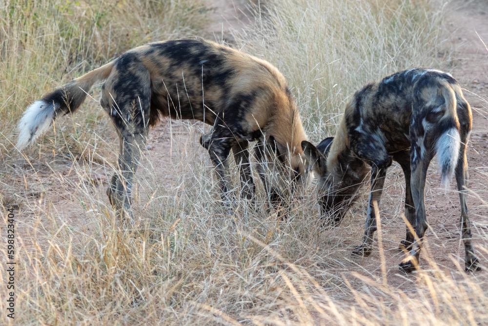 Fototapeta premium African wild dog tracking prey on the African savannah