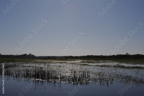 Marshland and wetlands natural habitat for birds on the Bug river on a sunnny day in Poland