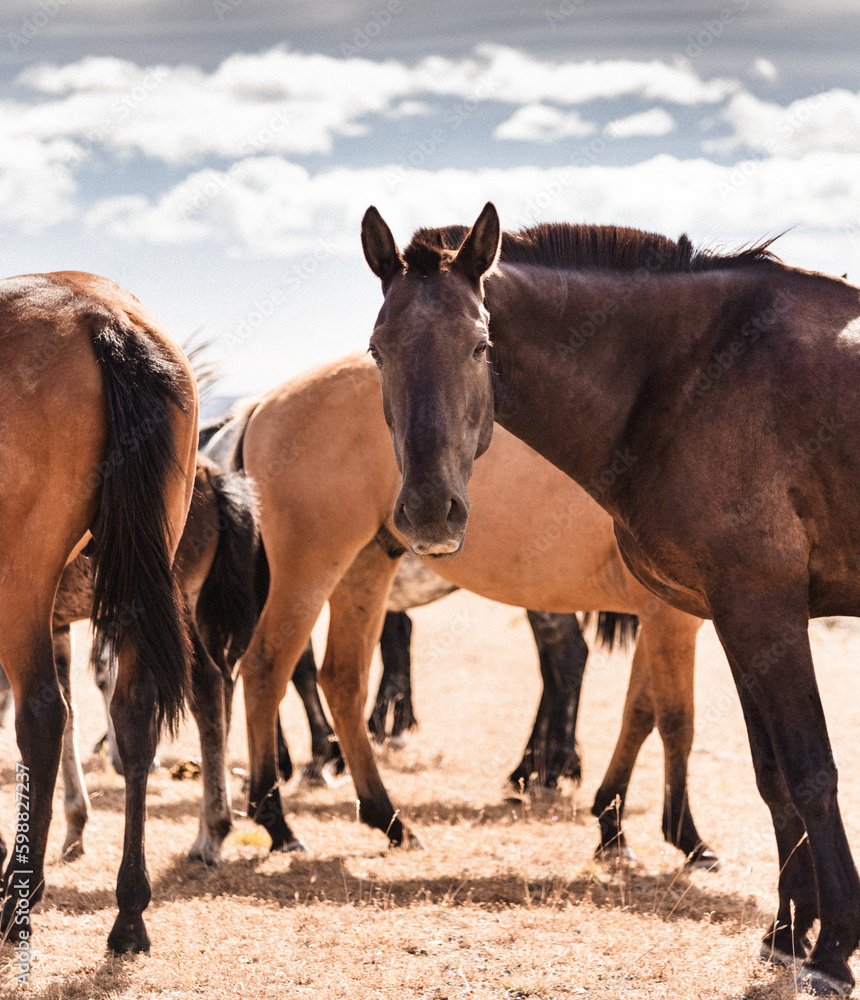wild horses in the united states praire