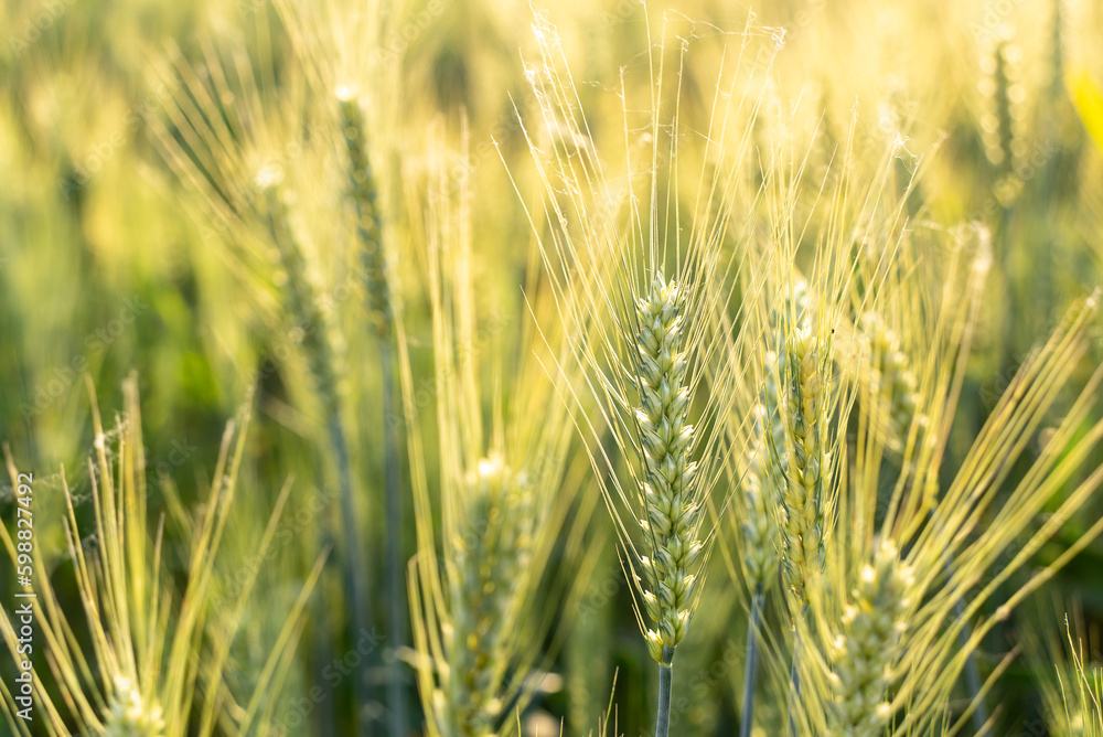 close up of wheat field
