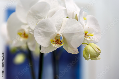 Petals of blooming orchid indoor