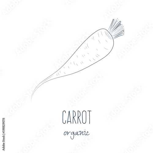 Hand drawn sketch of carrot