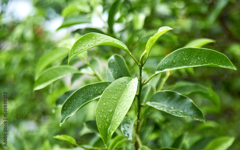 Emerald green leaves wet by rain Emerald green leaves wet by rain