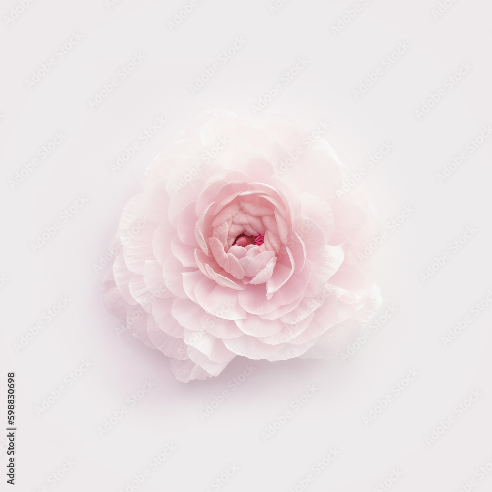 Top view image of pastel pink flower Top view image of pastel pink flower