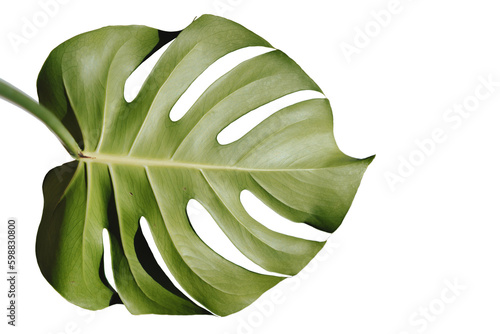 Tropical Jungle Leaf, Monstera bottom side isolated on white background