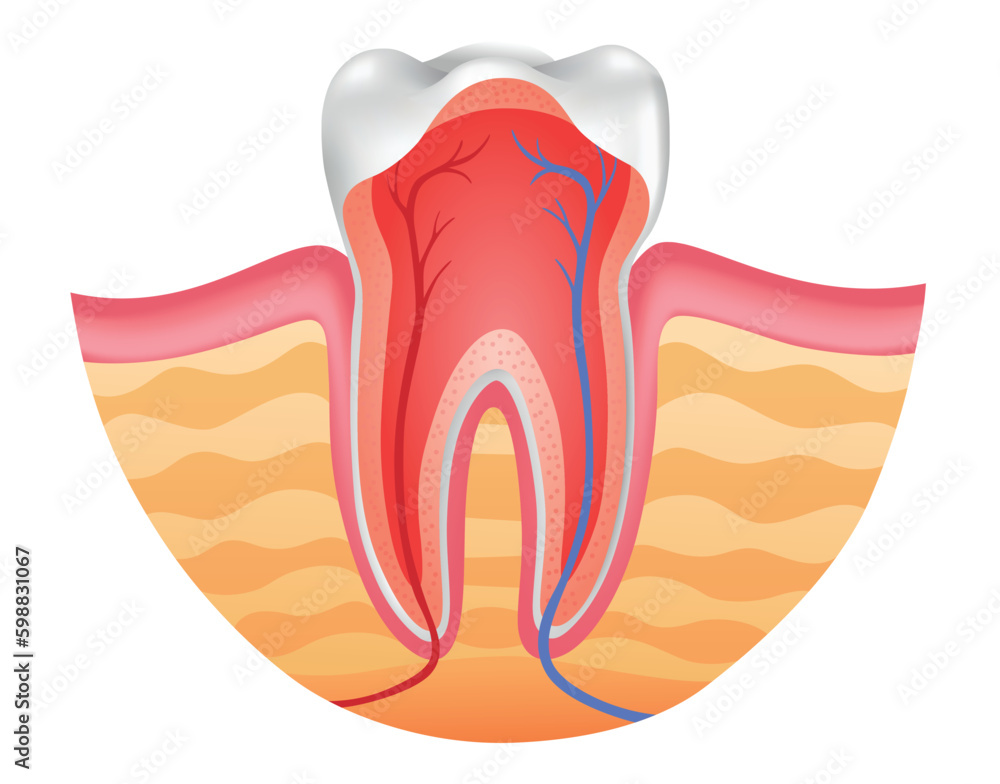 Tooth anatomy, cross section, anatomical chart. Medical banner or poster illustration. Realistic white tooth mockup. Vector dental symbol. Healthy white tooth Tooth anatomy, cross section, anatomical chart. Medical banner or poster illustration. Realistic white tooth mockup. Vector dental symbol. Healthy white tooth