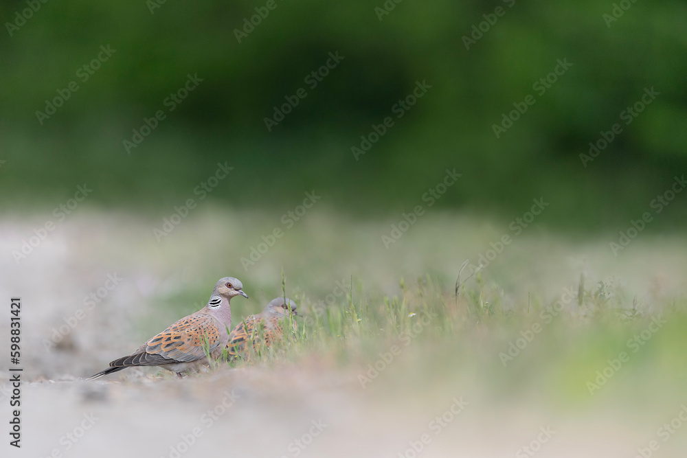 Two European turtle doves in the semi open habitat (Streptopelia turtur) Two European turtle doves in the semi open habitat (Streptopelia turtur)