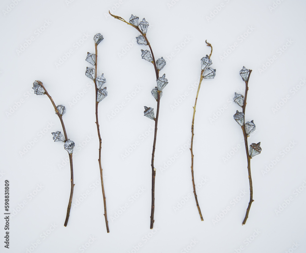 Obraz premium Eucalyptus dried flowers on white background