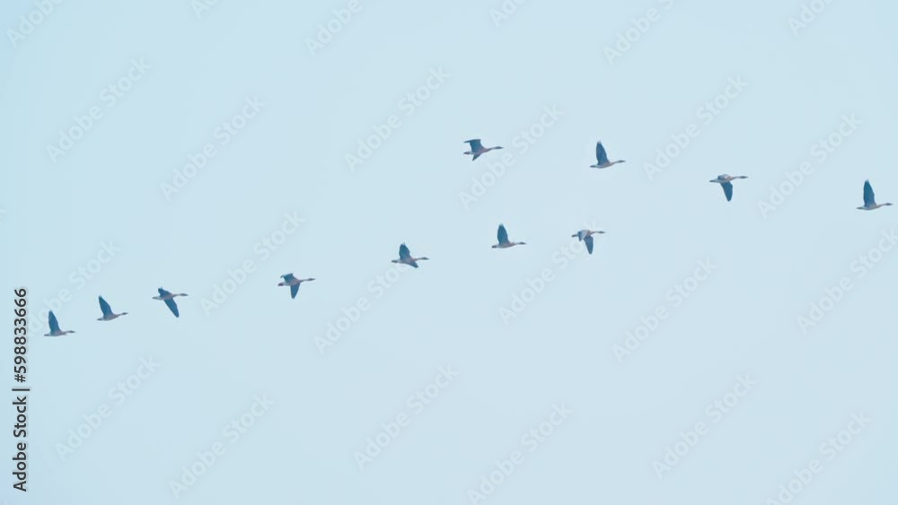 Migratory bird habitat by the river Migratory bird habitat by the river