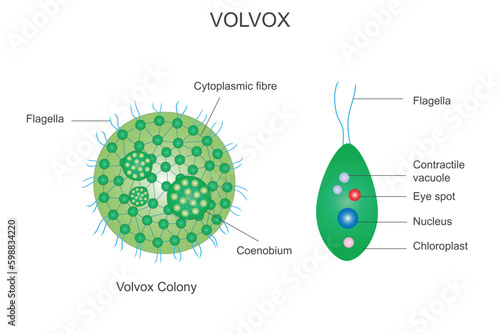 Volvox colony, volvox,Polyphyletic genus of chlorophyte green algae, volvocaceae family, habitat in freshwater,chlorophyta, botany illustration photo