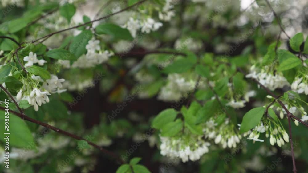 Wind breeze pass through Small white flowers with bees preying on nectar Wind breeze pass through Small white flowers with bees preying on nectar