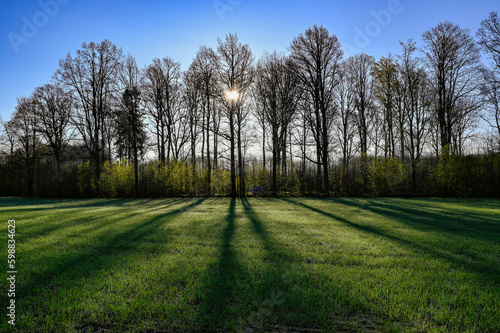 backlight through trees and shadows over green field