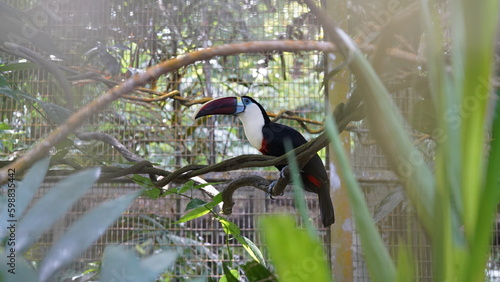 紅嘴巨嘴鳥（Pteroglossus frantzii）は、鮮やかな色合いと特徴的なくちばしで知られる、中央アメリカに生息する鳥の一種です。Ramphastos tucanus|Red-billed Toucan|红嘴鵎鵼