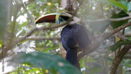 Ramphastos tucanus | Red-billed Toucan | アカハシオオハシ photo