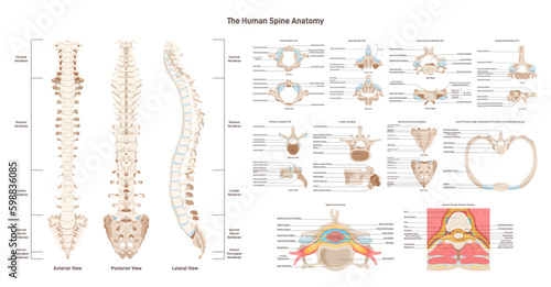 Human spine anatomy set. Vertebral column medical education poster. photo