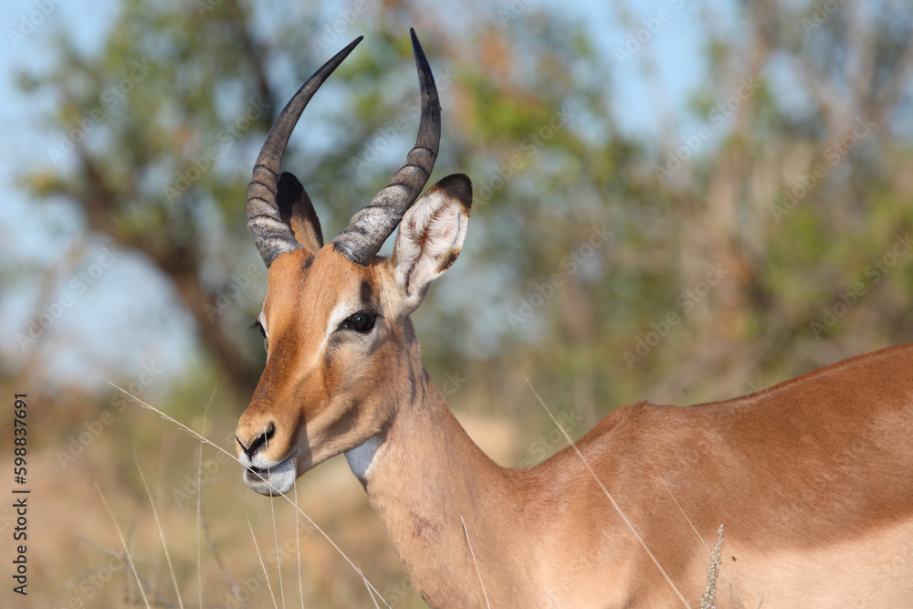 Schwarzfersenantilope / Impala / Aepyceros melampus Schwarzfersenantilope / Impala / Aepyceros melampus
