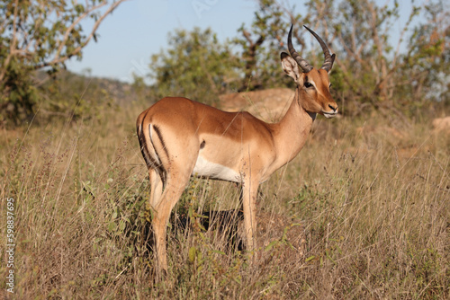 Schwarzfersenantilope / Impala / Aepyceros melampus