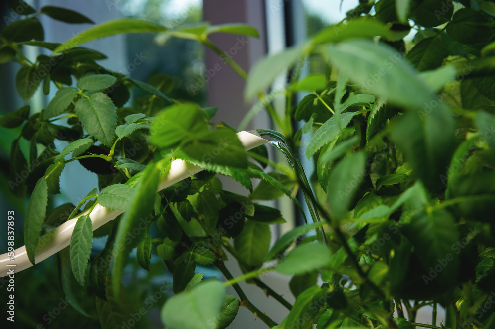 Obraz premium Watering a young green plant from a watering can at home, close-up. Home gardening and flower care, hobby
