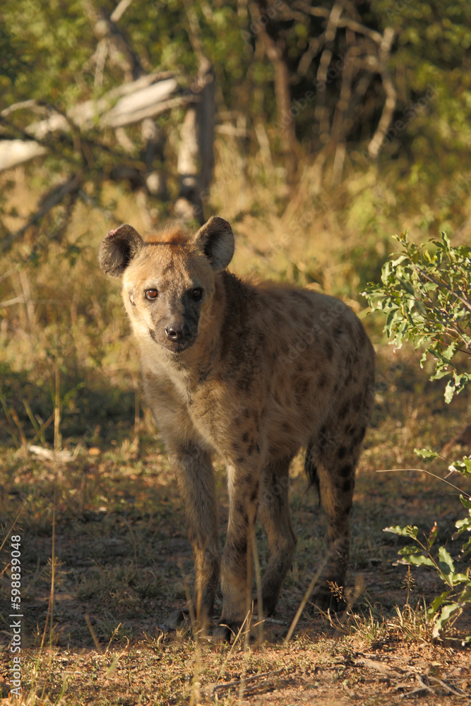 Tüpfelhyäne / Spotted hyaena / Crocuta crocuta Tüpfelhyäne / Spotted hyaena / Crocuta crocuta