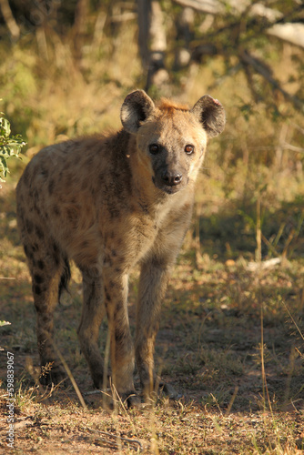 Tüpfelhyäne / Spotted hyaena / Crocuta crocuta