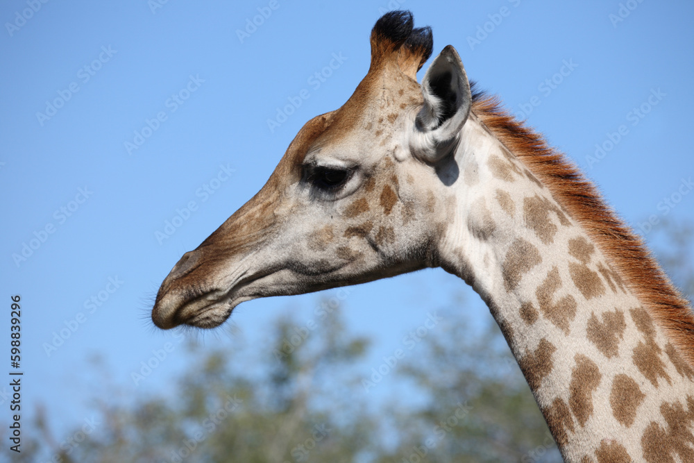 Obraz premium Giraffe / Giraffe / Giraffa camelopardalis