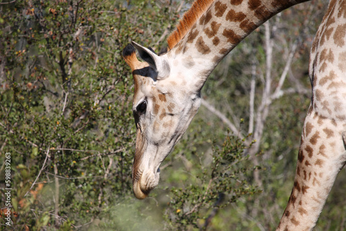 Photography Giraffe / Giraffe / Giraffa camelopardalis